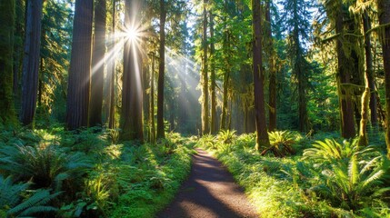 Wall Mural - Serene sunlit forest path surrounded by towering trees and lush ferns in a vibrant woodland setting