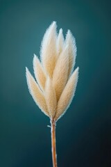 Poster - A beautiful flower in focus, blurred background