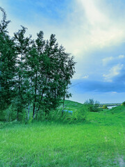 Wall Mural - field of grass with a tree in the middle