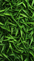 Wall Mural - Lush green grass with water droplets, creating fresh and vibrant look