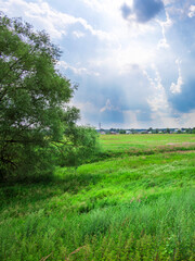 Wall Mural - field of grass with a tree in the foreground