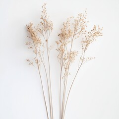 Wall Mural - Dried Tan Grasses on White Background