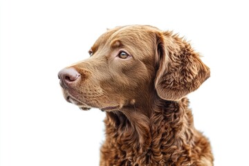 Poster - A close-up shot of a dog's face against a plain white background