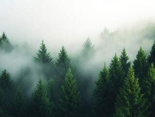 Wall Mural - aerial view of Evergreen Trees in Misty Forest