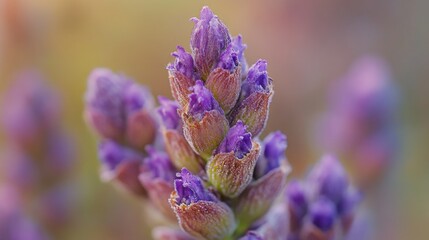 Aufkleber - Purple flowers growing on a plant, suitable for use in botanical or nature-themed projects