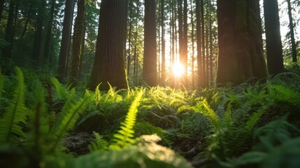 Wall Mural - Sunlight through Forest Ferns