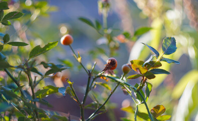 Canvas Print - bokeh photo of a growing rose seed