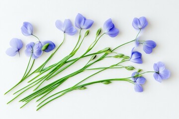 Canvas Print - Delicate blue flowers arranged elegantly on a light background, showcasing their beauty and simplicity, perfect for floral design and decoration themes