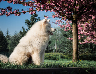 samojed maja