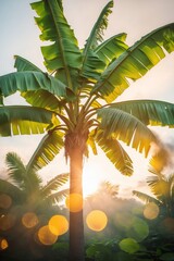 Wall Mural - sunlight filters through banana leaves at dawn in a tropical paradise