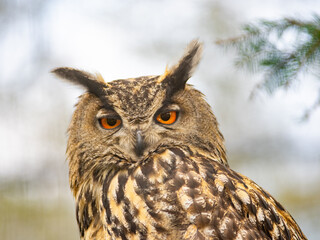 Canvas Print - portrait of an owl on a blurred background