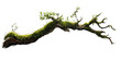 © Khawla - weathered tree branch, covered in patches of vibrant green moss, isolated on transparent background.