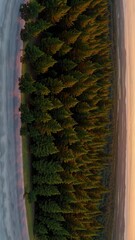 Poster - palm tree in the park
