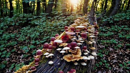 Poster - mushrooms in the forest