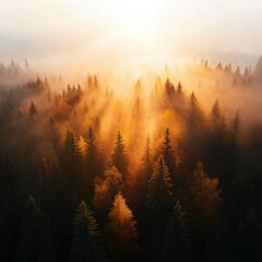 Wall Mural - sunbeams through a misty forest