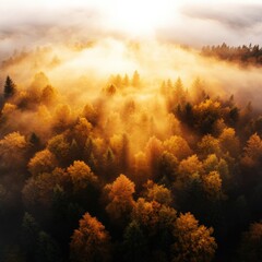 Wall Mural - autumn forest with golden fog