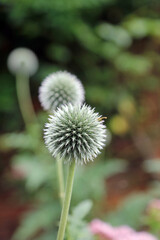 Wall Mural - Two Globe Thistle blooms, Derbyshire England
