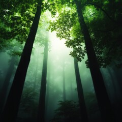 Wall Mural - misty forest with tall trees and bright light