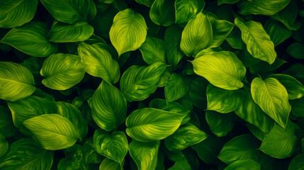 Aufkleber - Lush chartreuse green leaves background for nature and botanical design