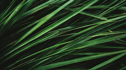 Poster - Serene nature background with deep green pine needles