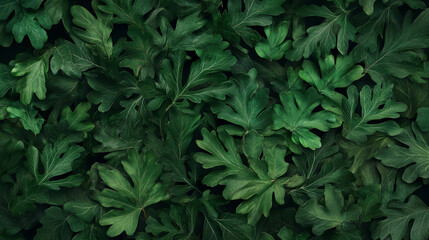 Aufkleber - Lush green oak leaves background for nature and botanical design
