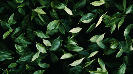 Fototapete - Elegant foliage design featuring falling dark green laurel leaves for nature inspired projects