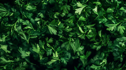 Aufkleber - Green dried parsley flakes falling in motion for culinary and herbal recipes