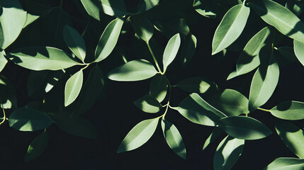 Poster - Olive green leaves casting shadows in a natural background