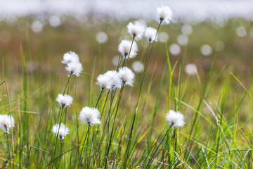 Wall Mural - whity fluffy flowers on a sunny day. macro photo of eriophorum vaginatum