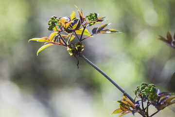 Wall Mural - a vibrant close-up photograph featuring new leaves and buds in springtime