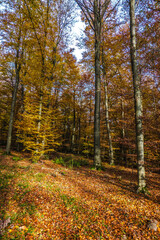 Wall Mural - Long Trees in forest during autumn season