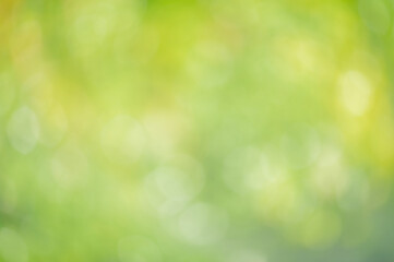 Wall Mural - Defocused plants. Natural green background defocus light.