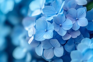 Sticker - Close up of delicate blue hydrangea blossoms creating serene natural beauty