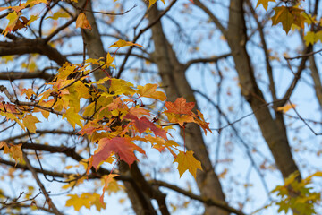 Red and orange autumn leaves on branches against blue sky. Very shallow focus. Colorful foliage in autumn city park. Great background for autumn theme. High quality photo