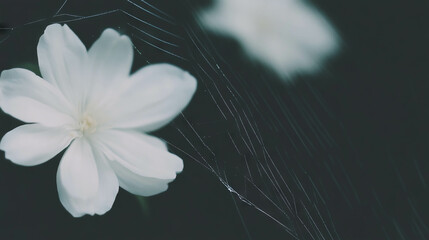 Poster - Nature harmony: spiderweb and delicate flower background for tranquil design