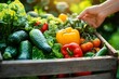 © Shelley - A vibrant wooden crate overflowing with fresh vegetables, including leafy greens, bell peppers, and tomatoes. Sunlight casts a warm glow, while a hand reaches in, emphasizing freshness and creativity.