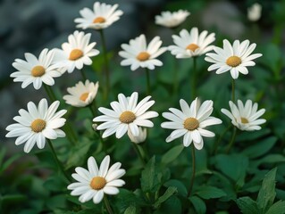 Sticker - Daisy Bouquet