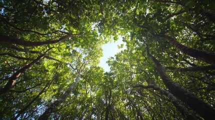 Poster - Gazing upward reveals a breathtaking display of emerald foliage intertwined with rays of sunlight shining through