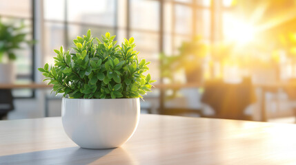 Poster - Lush green plant in a white pot adds a touch of nature to a modern office desk, illuminated by warm morning sunlight