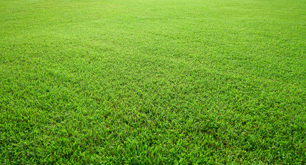 Canvas Print - Green meadow grass field from outdoor park