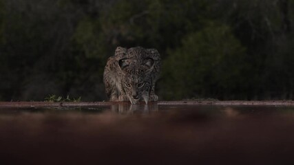 Wall Mural - iberian lynx dring water. lynx pardinus, wild cat endemic to iberian peninsula southwestern spain in