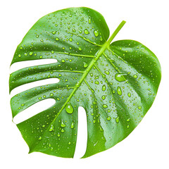 Poster - vibrant green monstera leaf with water droplets, showcasing its unique shape and texture, perfect for nature themed designs