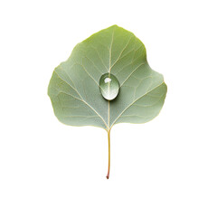 Poster - close up of green leaf with water droplet resting on its surface, showcasing nature beauty and freshness