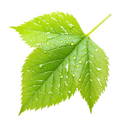 Poster - Fresh green leaf with water droplets, showcasing nature beauty and detail