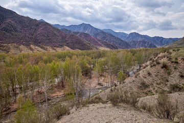 Wall Mural - Valey of Altai river Bolshoy Yaloman. Mountain slopes covered with blooming Rhododendron with flowers.