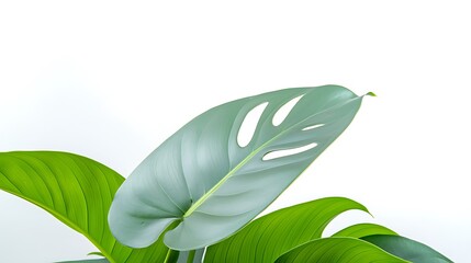 Wall Mural - Lush green Monstera leaves gracefully arranged against a clean white background, evoking freshness