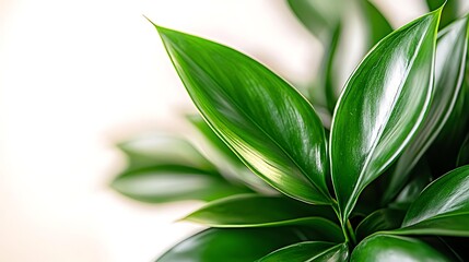 Wall Mural - Lush green plant leaves against a soft background, showcasing vibrant nature and tranquility