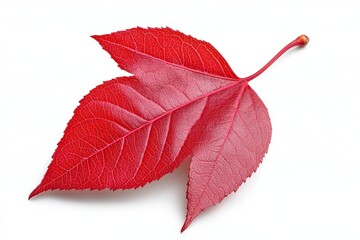 Wall Mural - A red maple leaf with the edges of its leaves slightly faded, isolated on a white background. Photorealistic image