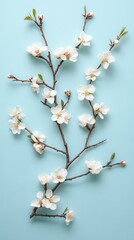 Canvas Print - Delicate blossom branch on light blue background with fresh blooming flowers