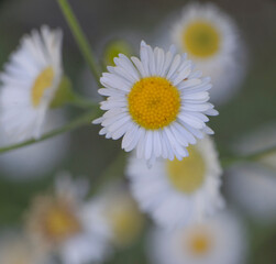 Wall Mural - white fleabane daisy flower